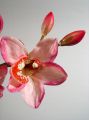 Cymbidium 83cm pink