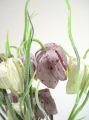 Schachbrettblume (6St.)