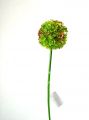 Allium 60cm grün