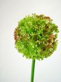 Allium 60cm grün