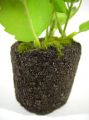 Stiefmütterchen rot mit Erdballen 19cm