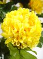 Chrysantheme orange mit 7 Blüten