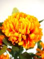 Chrysantheme gelb mit 7 Blüten