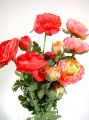 Ranunkel rosa 40cm (6St.)