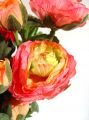 Ranunkel rosa 40cm (6St.)