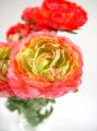 Ranunkel rosa 40cm (6St.)