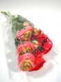 Ranunkel rosa 40cm (6St.)