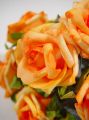 Rosen 25cm apricot (28St.)