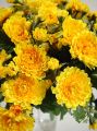 Chrysanteme x42 gelb