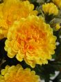 Chrysanteme x42 gelb