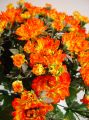 Chrysanteme x42 orange