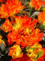 Chrysanteme x42 orange