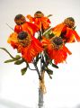 Schwarze Susanne (15St.)