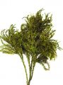 Erikamoos grün (375gr)