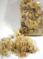 Islandmoos gebleicht (500gr)