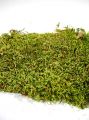 Indianmoos/Waldmoos naturgrün 500g