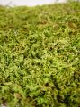 Indianmoos/Waldmoos naturgrün 500g