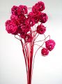 Fancy Ting Ting pink (25St.)