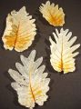 Oak Leaf gebleicht (35St.)