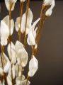 Coco braun mit Coco Lily (20St.)