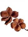 Landlotus natur 50St.
