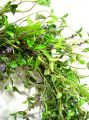 Blätterkranz mit Lavendel 50cm