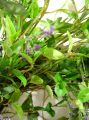 Blätterkranz mit Lavendel 50cm