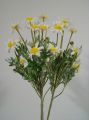 Margeritenstrauß