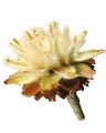 Plumosum mit kurzem Stiel 3-6 (26) 1kg