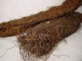 Mühlenbeckia Rebenmaterial ca.1 kg natur