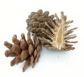 Schwarzkieferzapfen halbiert natur 1kg