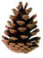 Schwarzkieferzapfen natur 10kg