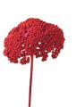 Achillea 1k mohnrot