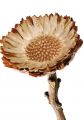 Compacta Rosette hell (8) 50St.