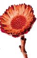 Compacta Rosette orange (37) 40St.