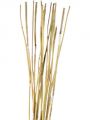 Elephanten Reed natur 20St.
