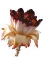 Nerifolia Bud (0) 25St.