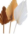 Palmspear sortiert marocco 30St.