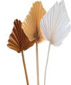 Palmspear mini sortiert marocco 30St.
