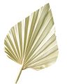Palmspear natur 100St.