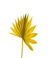 Palmspear Sun mini gelb 50St.