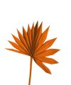 Palmspear Sun mini orange 50St.