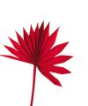 Palmspear Sun mini rot 50St.