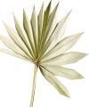 Palmspear Sun natur 30St.