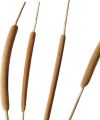 Schilfkolben Mix natur 100St.