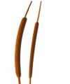 Schilfkolben mini orange 70St.