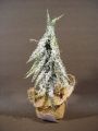 Weihnachts - Baum mit Sack und Glimmer 28cm