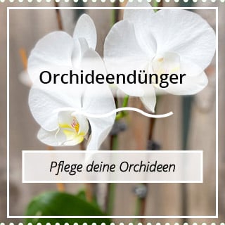 Orchideen Dünger