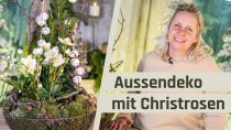 Aussendekoration mit Christrosen