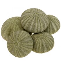 Kategorie Muschel Dekoration